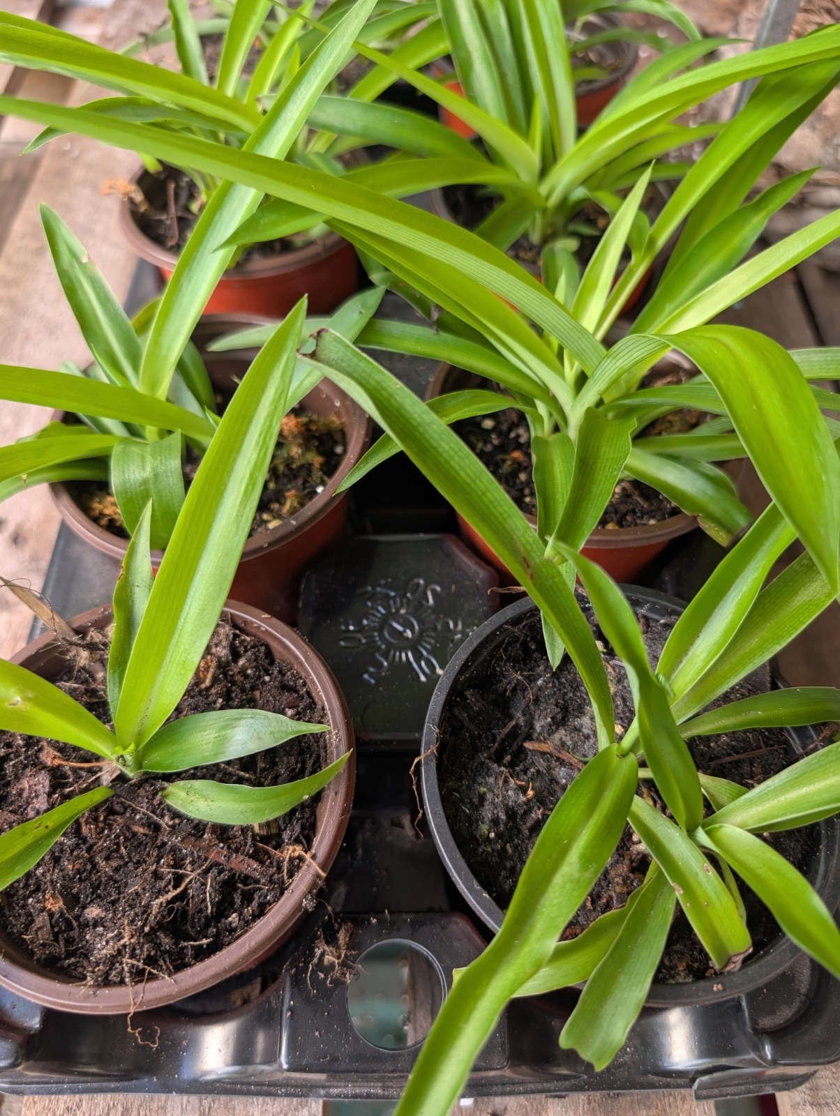 5 Rooted Shamrock Spider Plants Chlorophytum comosum Solid Green Live