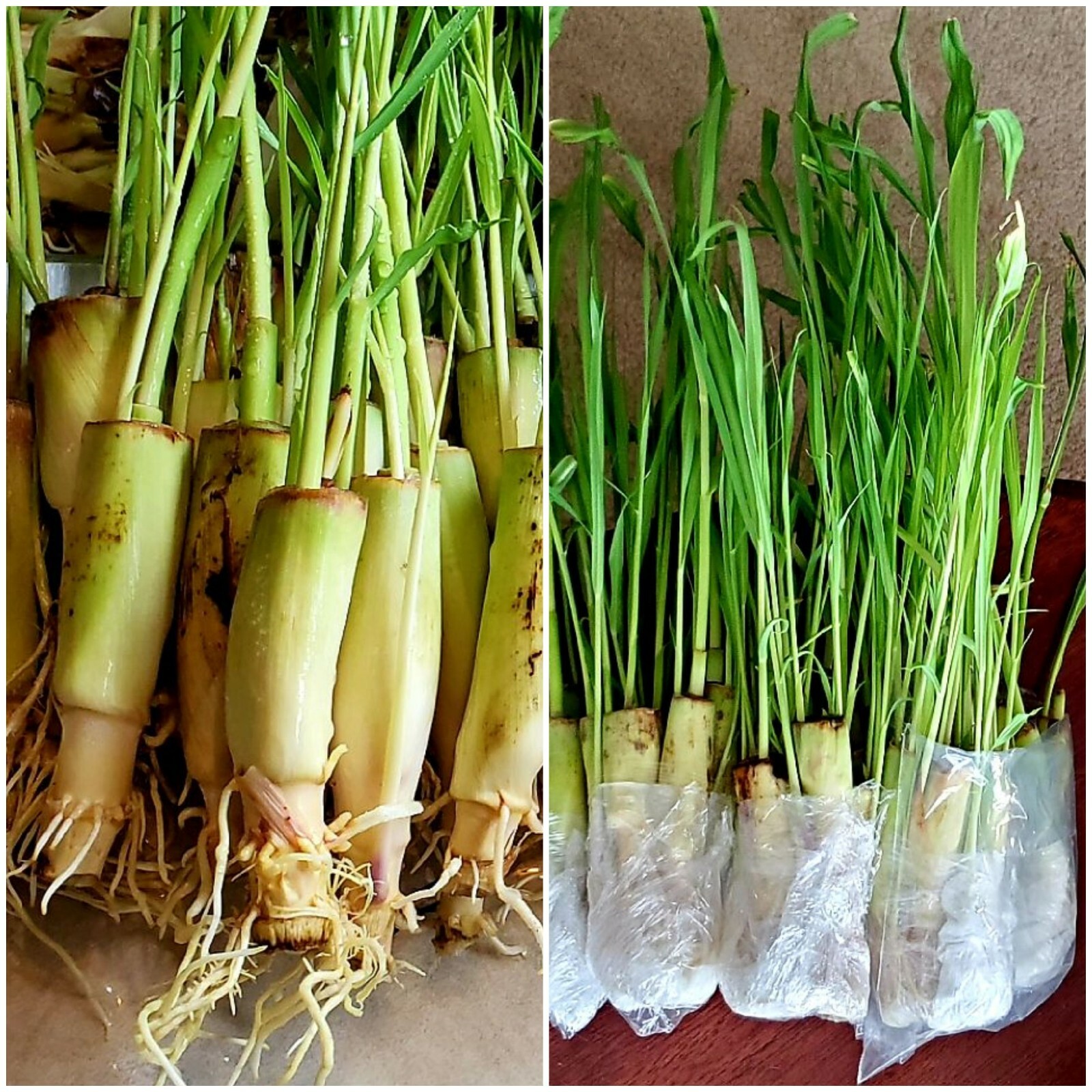5 Lemongrass LIVE ROOTED STALKS READY TO PLANT, Mosquito Repellent, CITRONELLA