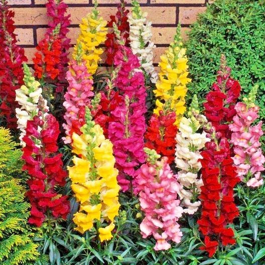 2000+SNAPDRAGON TETRA MIX Flower Seeds Spring Fall Garden Patio Container Easy