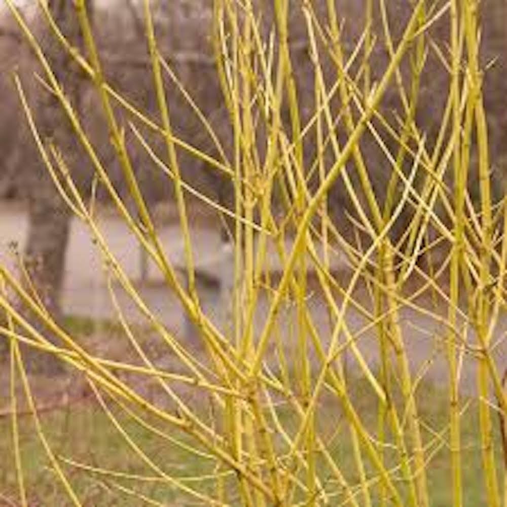 10 Yellow Twig Dogwood Shrub 12-24″ Tall Cornus sericea Flaviramea Landscape