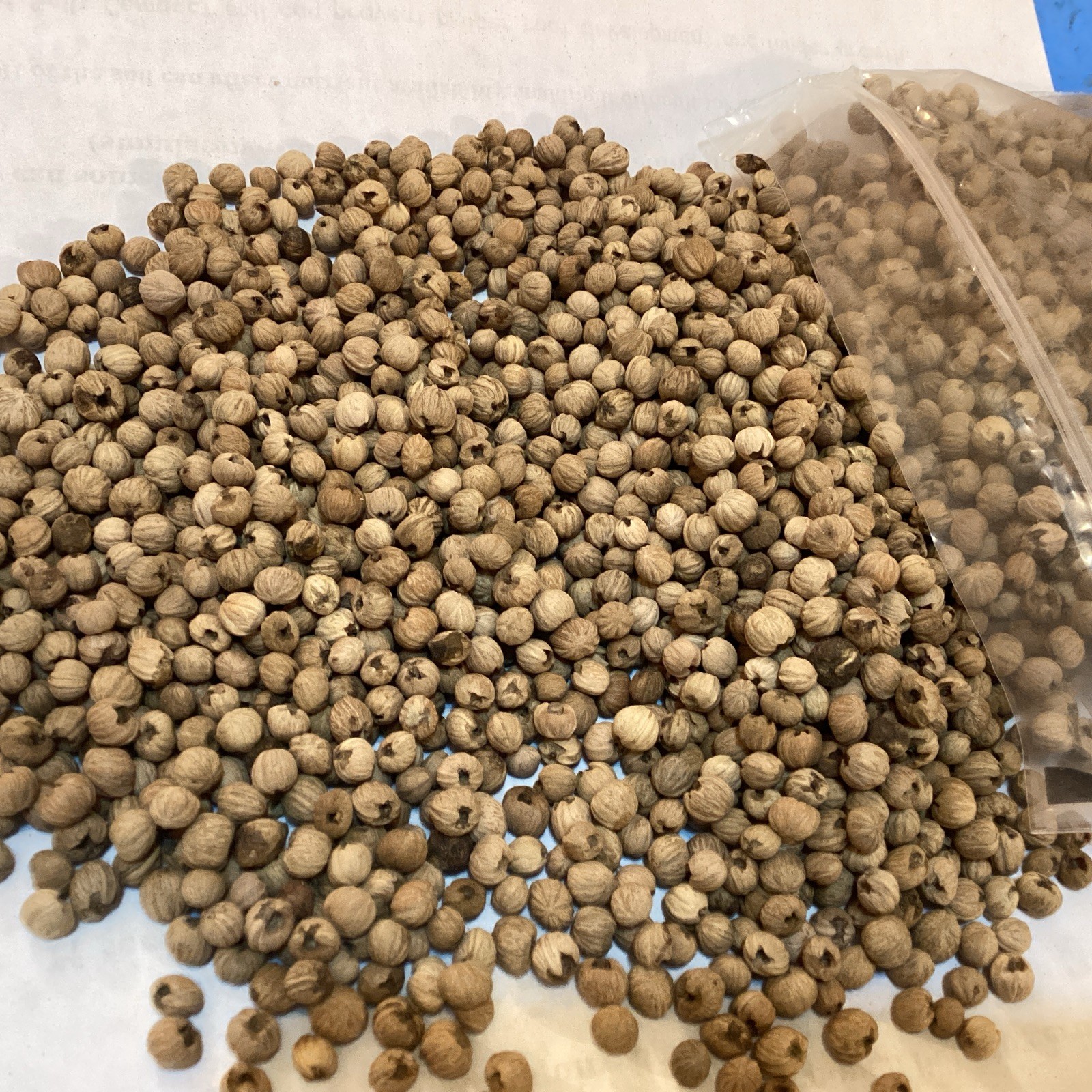 Giant Dogwood Tree Seeds (CORNUS CONTROVERSA)
