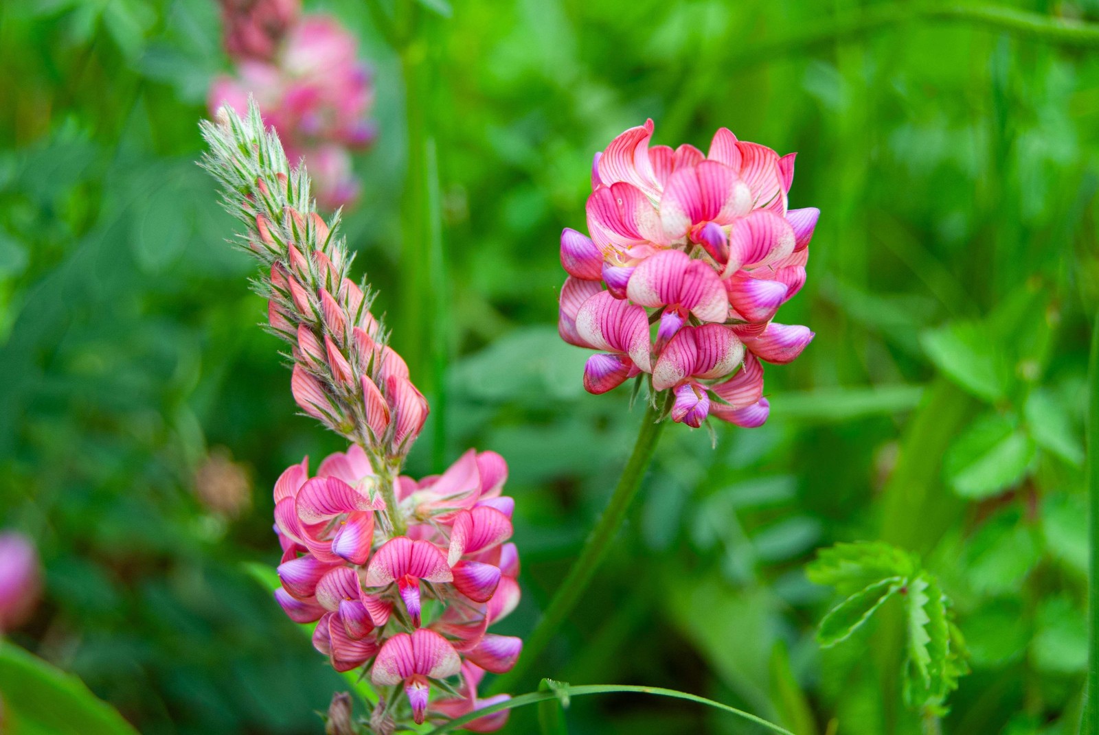 50 PINK SAINFOIN Onobrychis Viciifolia Holy Clover Legume Ground Cover Seeds