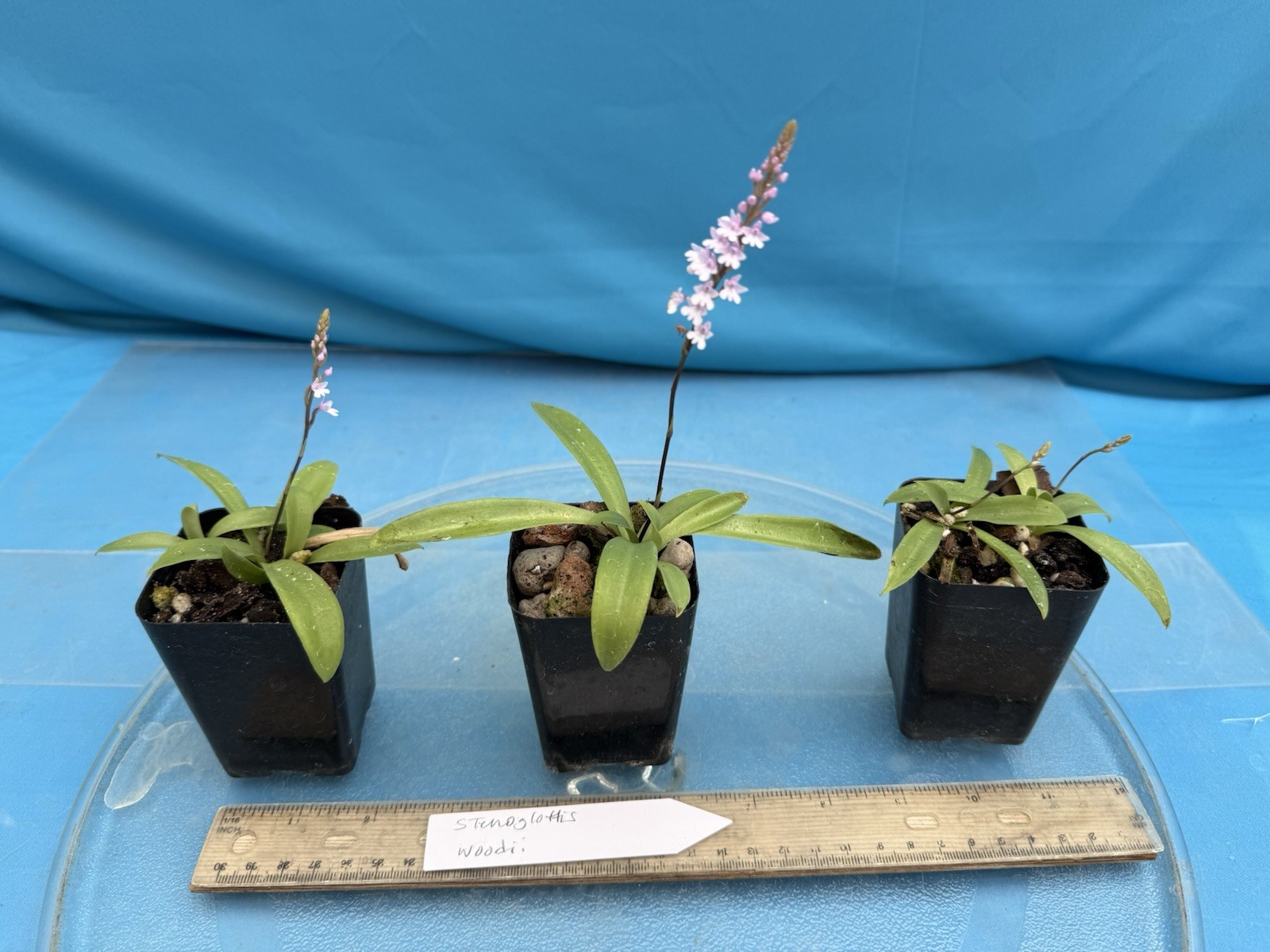 Stenoglottis woodii BS Pink Purple Orchid Species 2″ Pot NEW GROWTH + SPIKE