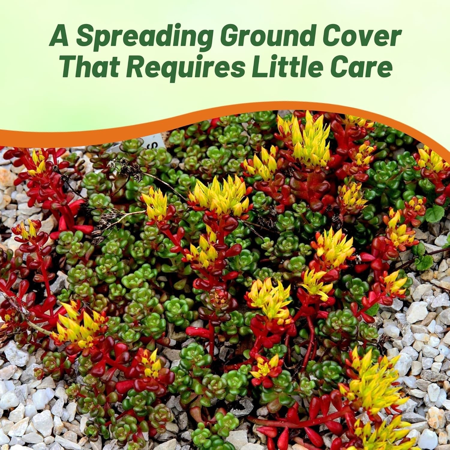 2000 Seeds Sedum Oreganum Stonecrop Seeds For Planting – Stonecrop Ground