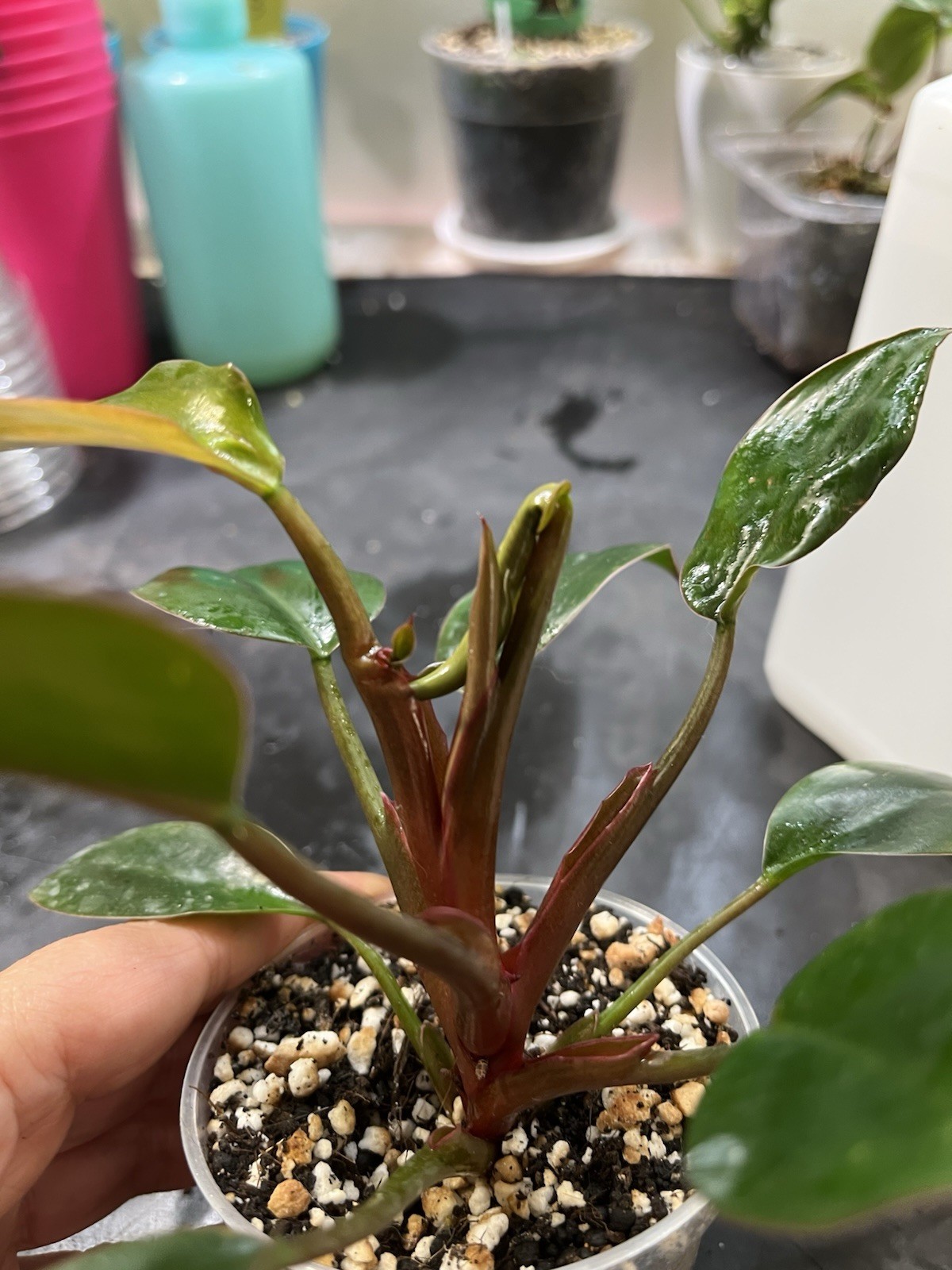 Philodendron Red Congo In 3” Pot