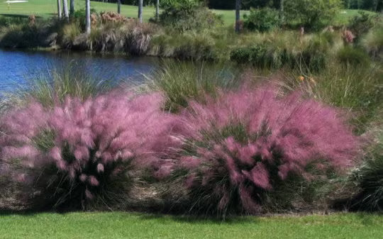 3 Pink Muhly Grass in 2.5 Inch Containers by Daylily Nursery (3 Pots of Plants)