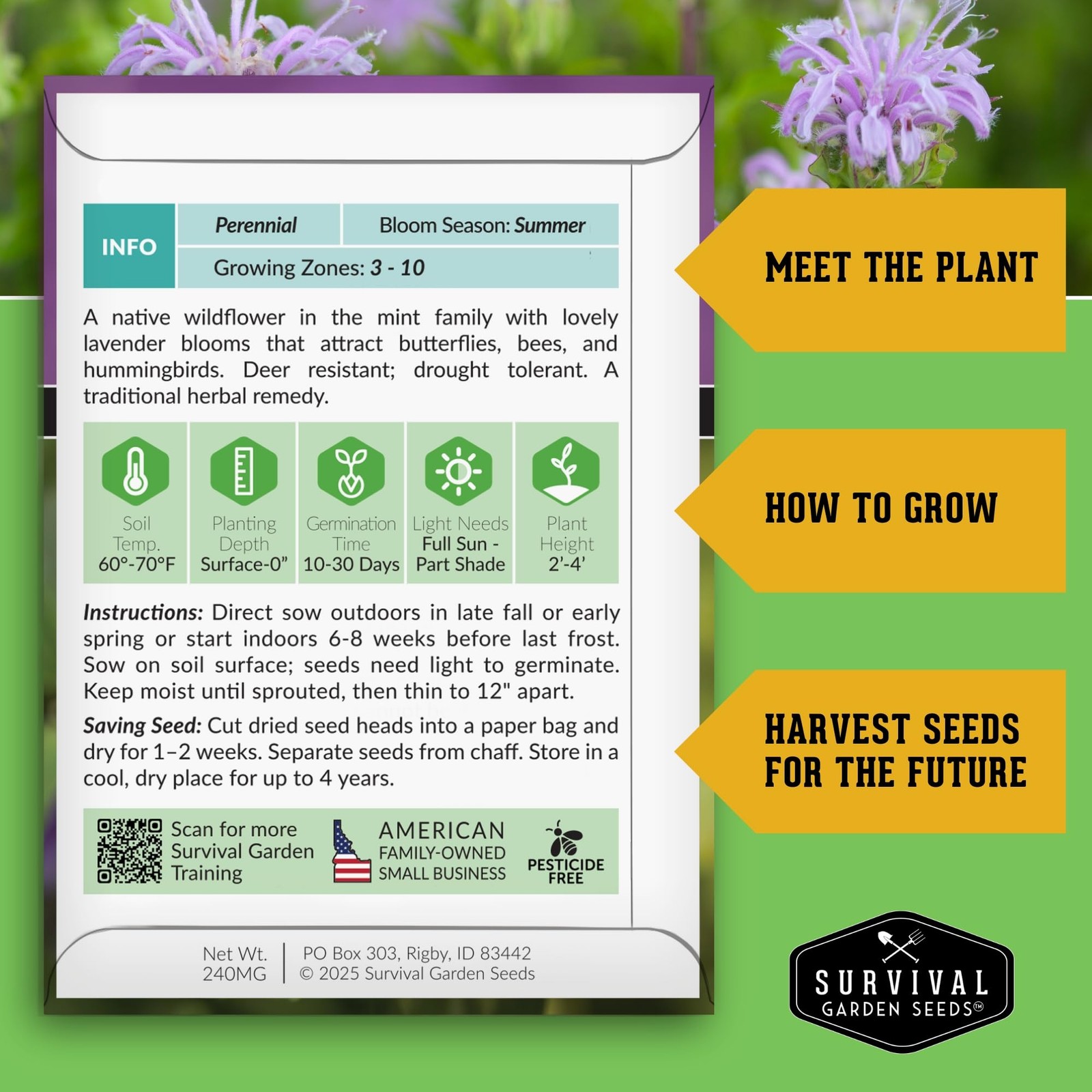 Bee Balm Seeds for Planting – Wild Bergamot (Monarda Fistulosa) Pink