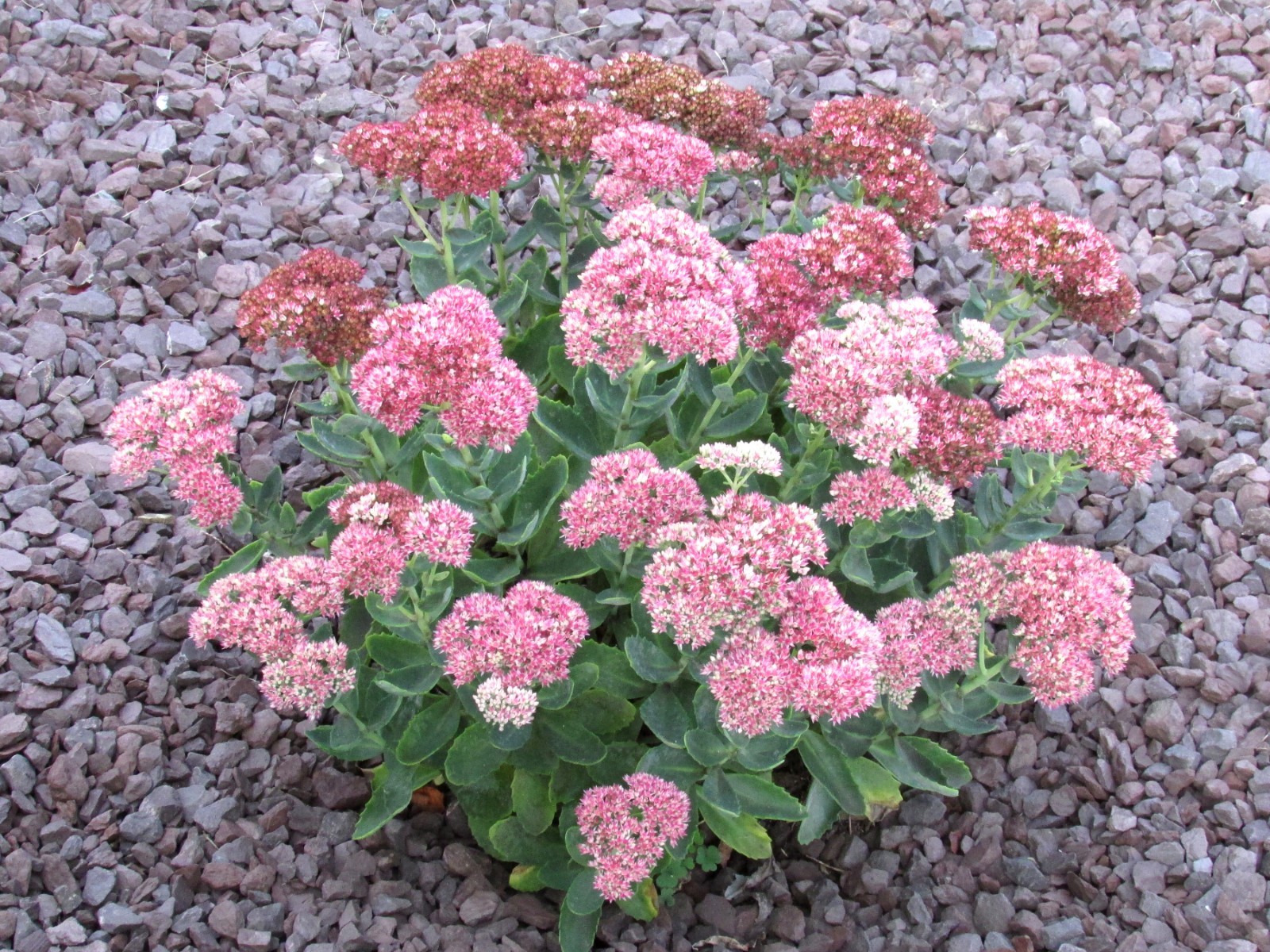 Sedum Autumn Joy Stonecrop – LOT of 8 Single Stem Perennial Starter Plants