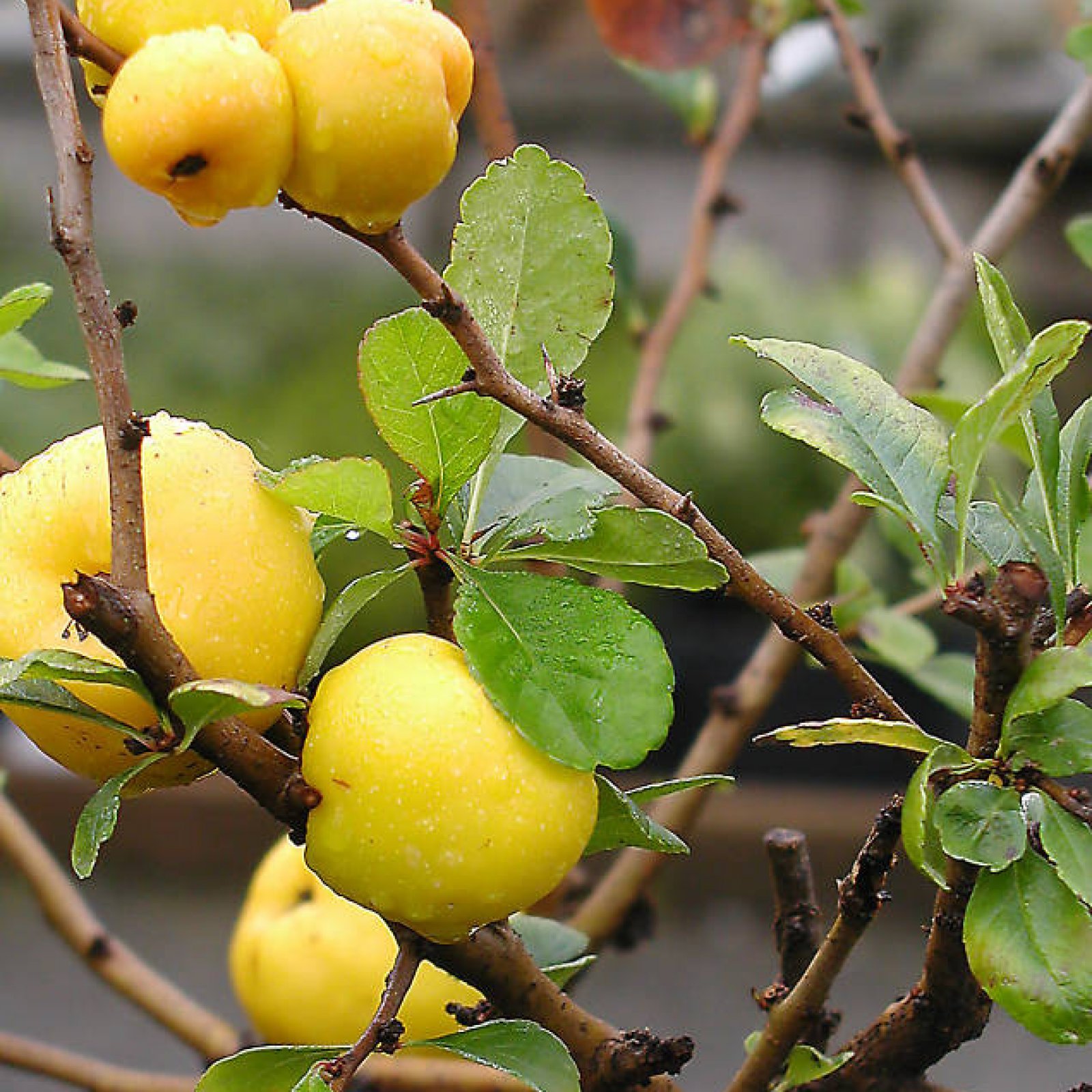 JAPANESE QUINCE Chaenomeles Japonica – 20+ SEEDS
