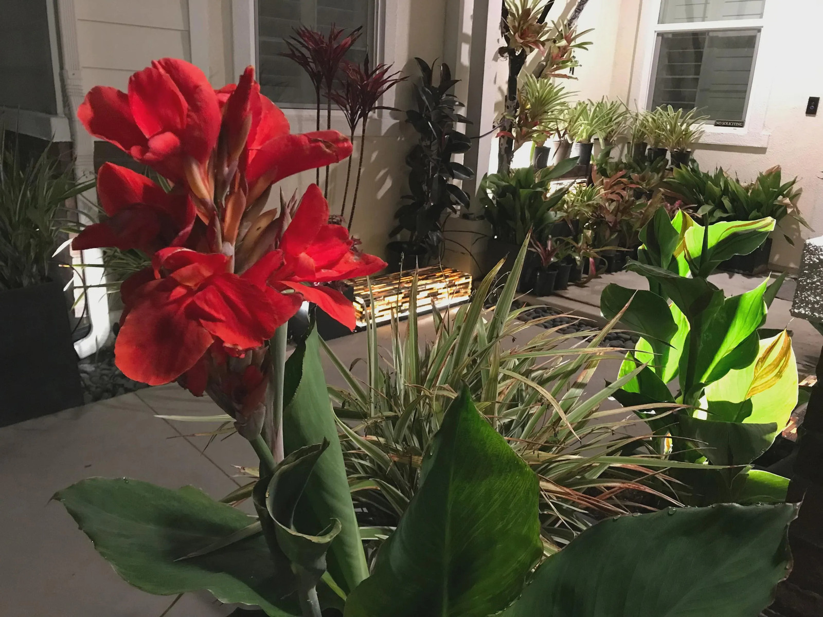 Red Canna Lily ‘President’ Rhizomes – Striking Tropical Blooms – 4-Rhizomes