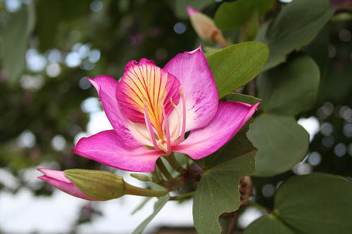 Purple Orchid Tree, Bauhinia Purpurea, Tree Seeds