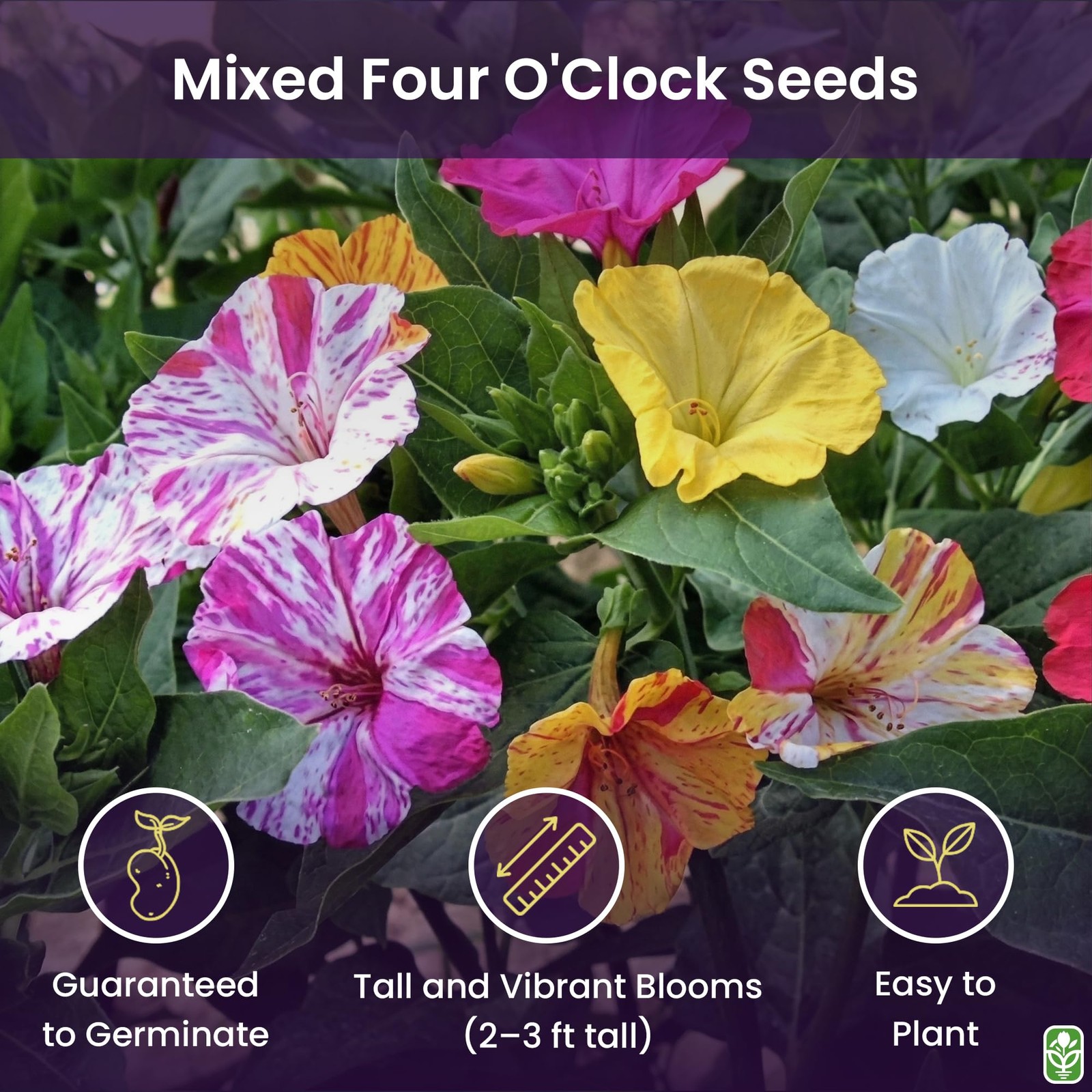 80 Broken Colors Four O’Clock Seeds – Tender That Reseeds Easily