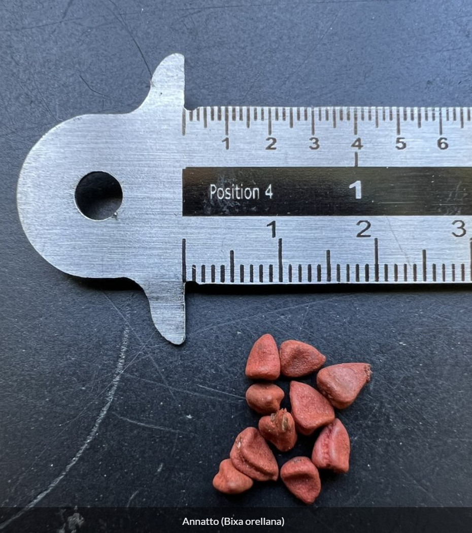 Semillas Achiote, Puerto Rico, Annatto Seeds, Bixa Orellana, Lipstick tree