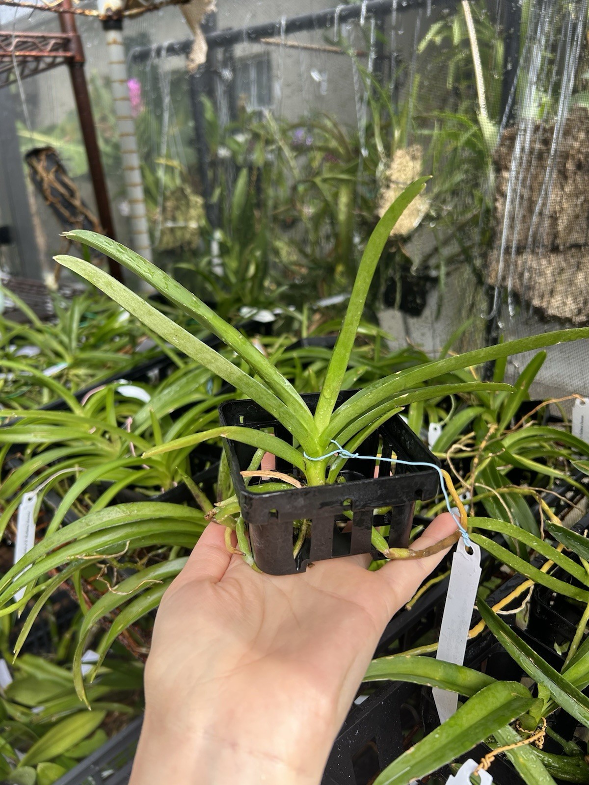 Ascda. Kultana Yellow Spot xV. Kultana Dark Red, Orchids Seedling