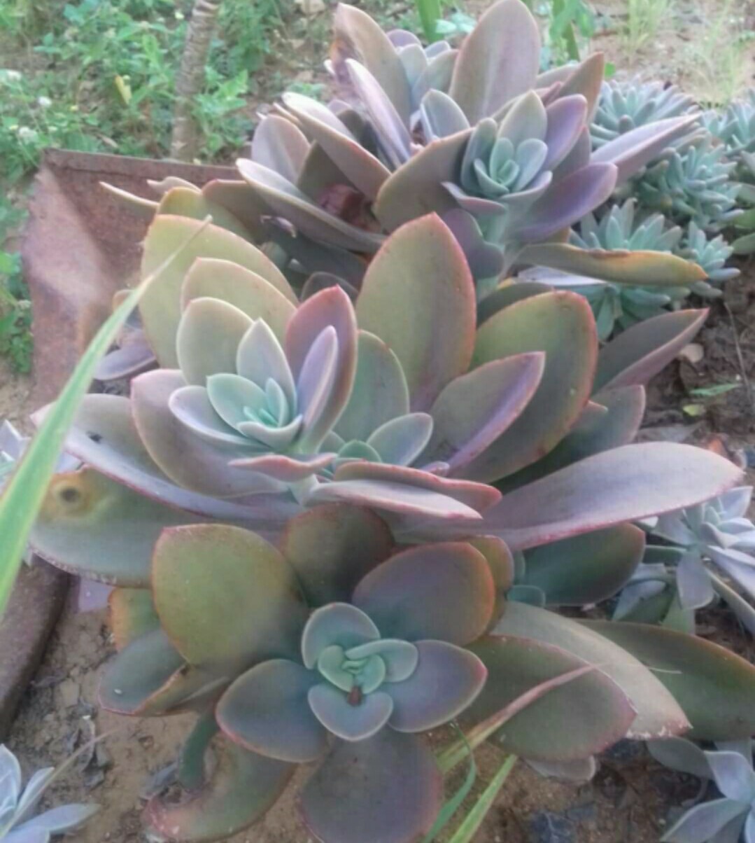 30 Echeveria Seeds Gibbiflora var. Metallica Metallic Blue Pink Succulent Seeds