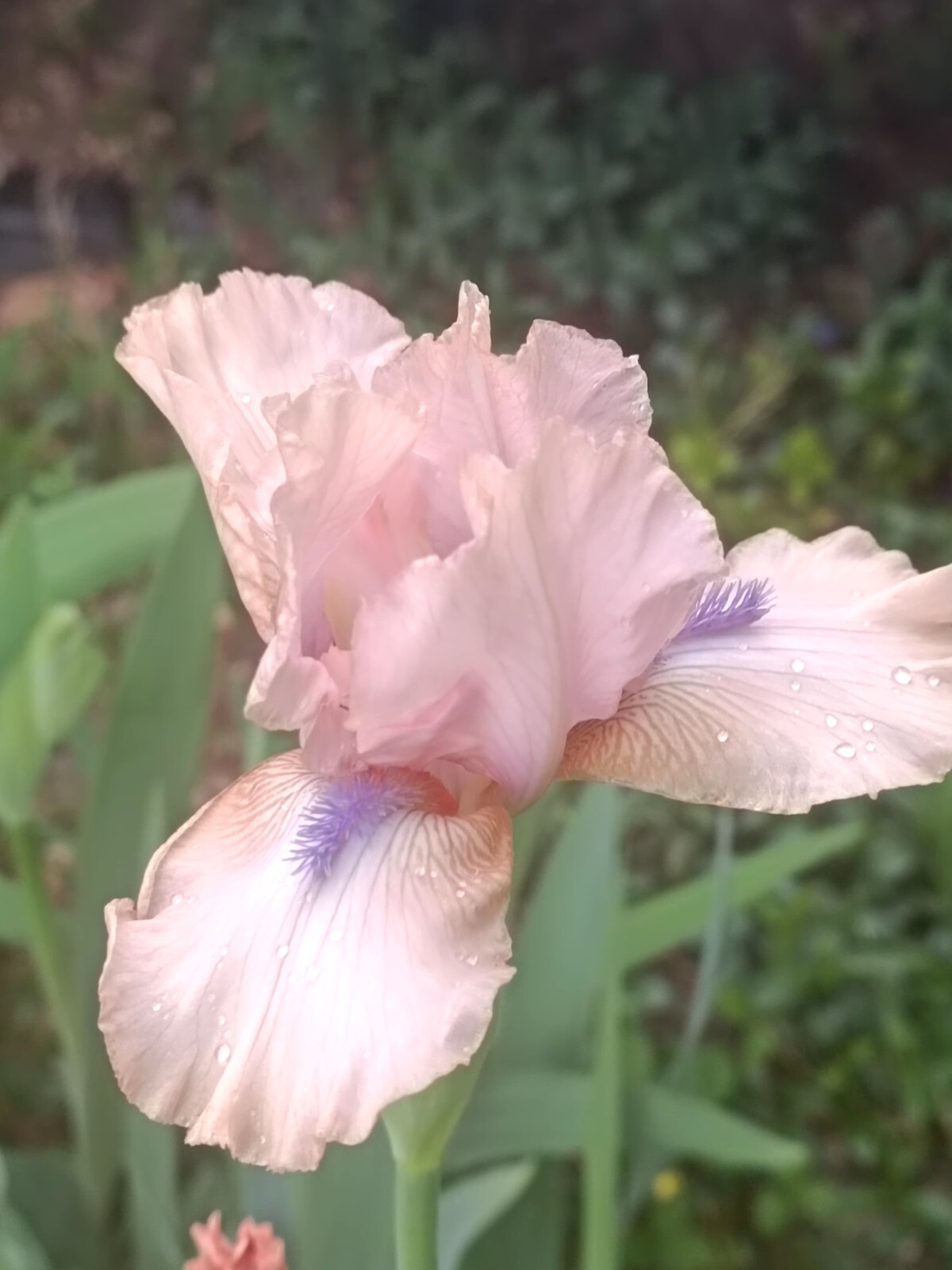 2 IRIS BULBS w/roots Ready to Plant, Pink Flowers with Blue Beard, Unique, Rare