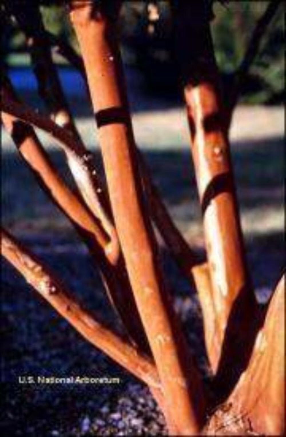 Kiowa Crape Myrtle: Compact Elegance for Landscape Privacy Hedges and Borders