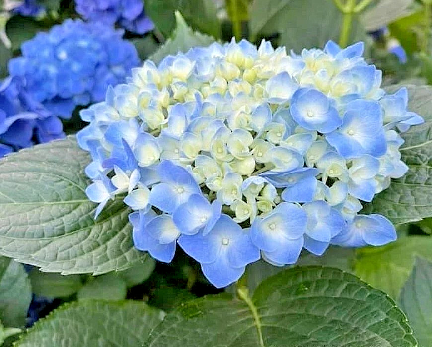 Nikko Blue Hydrangea Live Plant – 6-12″ Tall – 1qt Pot – Dwarf – Zones 5-9