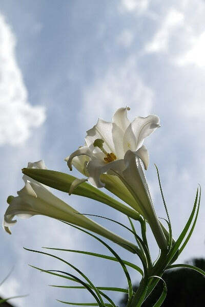 Lilium formosanum | Formosan Lily | Taiwanese Mountain Lily | 10 Seeds