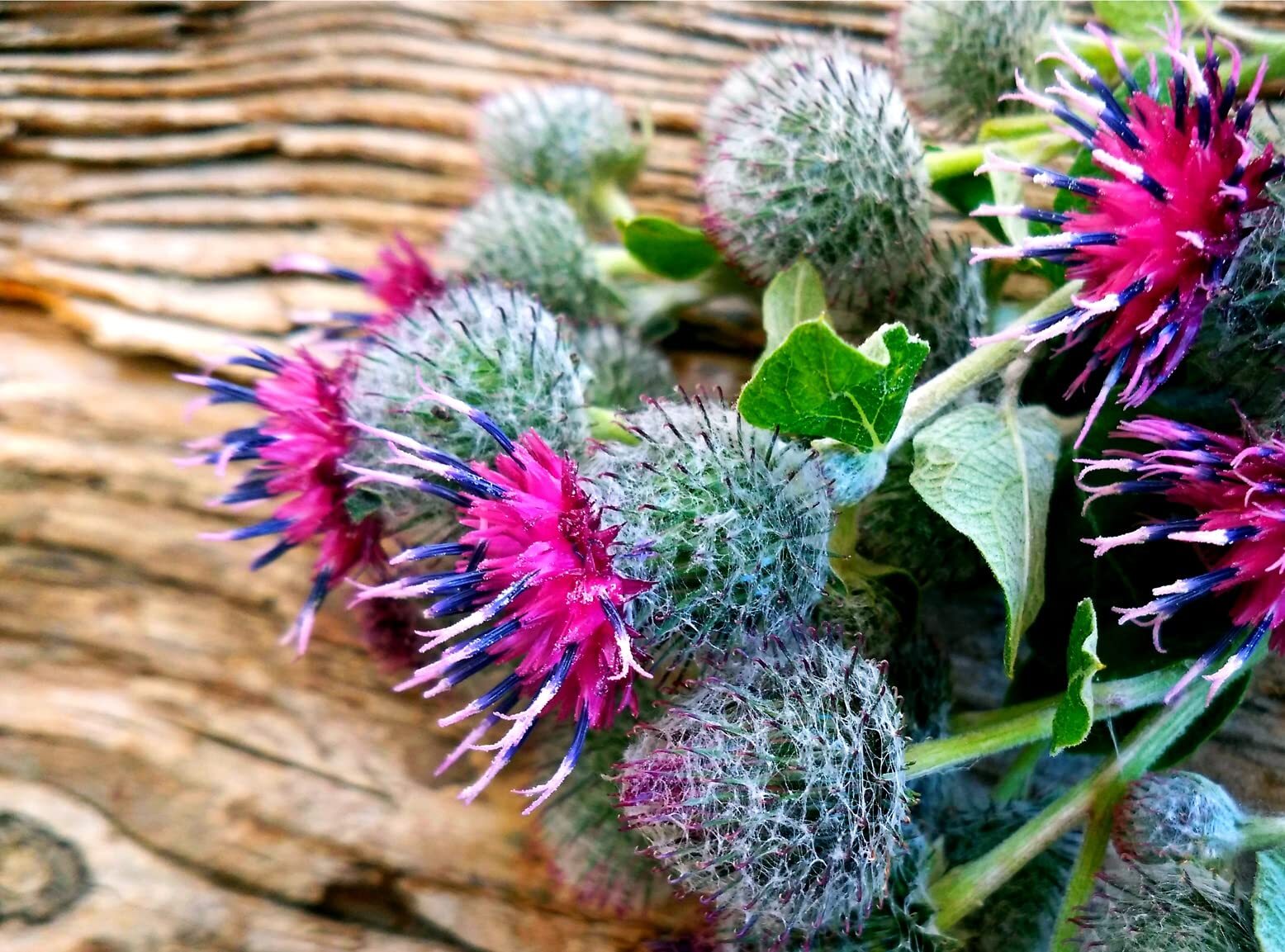 50 Greater Burdock Root Seeds to Plant – Arctium lappa