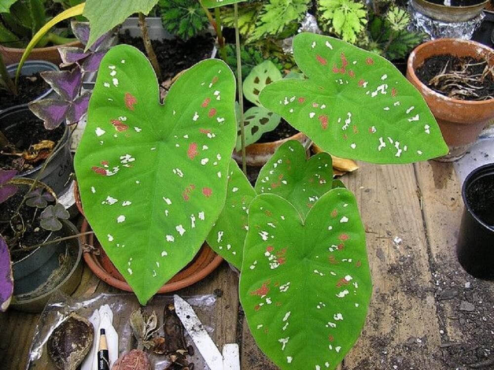 Caladium ‘Florida Clown’ Bulbs – Size #2 (4 Bulbs, 1″–1.5″) – New Crop 2025