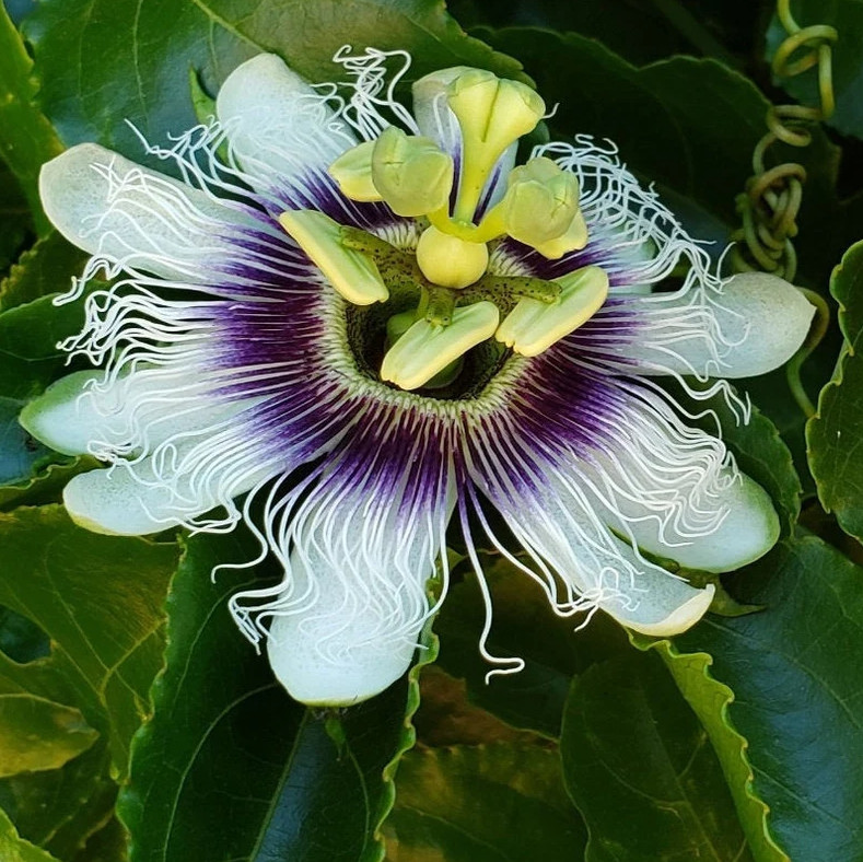 Red Rover Passionfruit Vine Passiflora Edulis Plant Sweet Passion Fruit 4-6″Tall