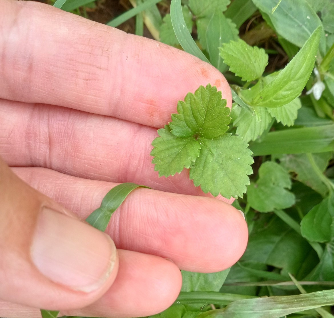 Wild Strawberry/Indian Strawberry ( Duchesnea indica) Ground Cover- 2 Plants