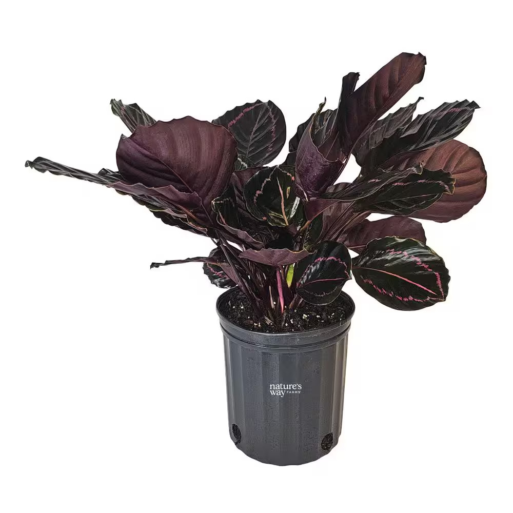 Calathea Dottie Indoor Live Plant (25-30In Tall) in Grower Pot