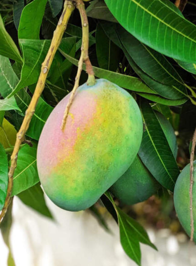 Live Kent Mango Plant, 3 Gal Pot, 2–3 Ft Tall, No Shipping to CA, HI, PR, GU, AK