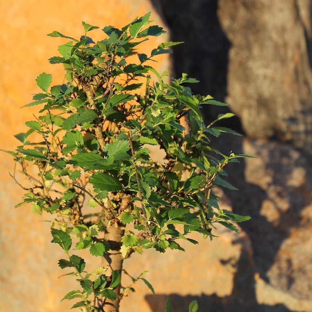 Outdoor-Friendly Chinese Elm Bonsai Tree, 6-8 Inches Tall, Low Maintenance Charm