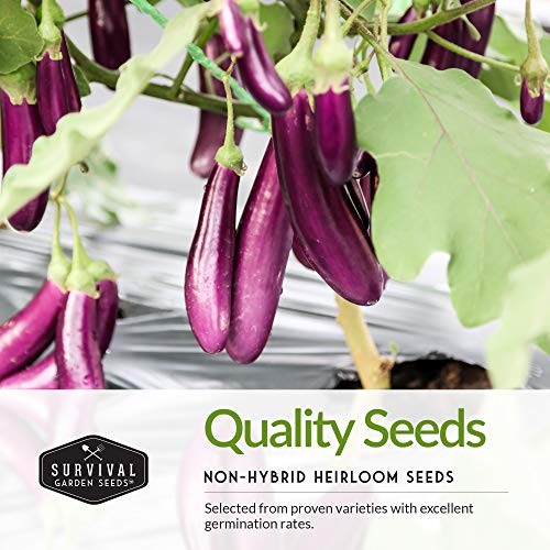 Eggplant Collection Seed Vault – Long Purple Eggplant and Black Beauty Bell