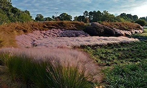 Muhly Grass | 3 Large Gallon Size Plants | Muhlenbergia capillaris | Ornamental