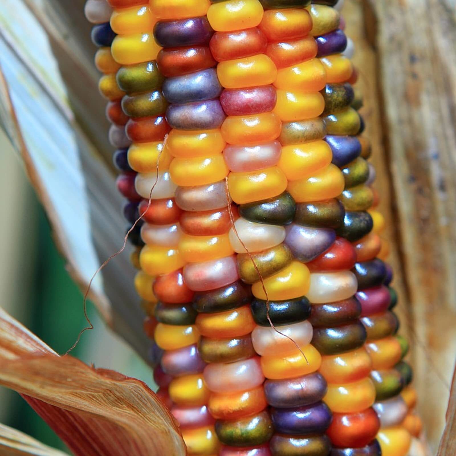 250+Glass Gem Corn Seeds for Planting Vegetables and Fruits,Heirloom Seeds Non G