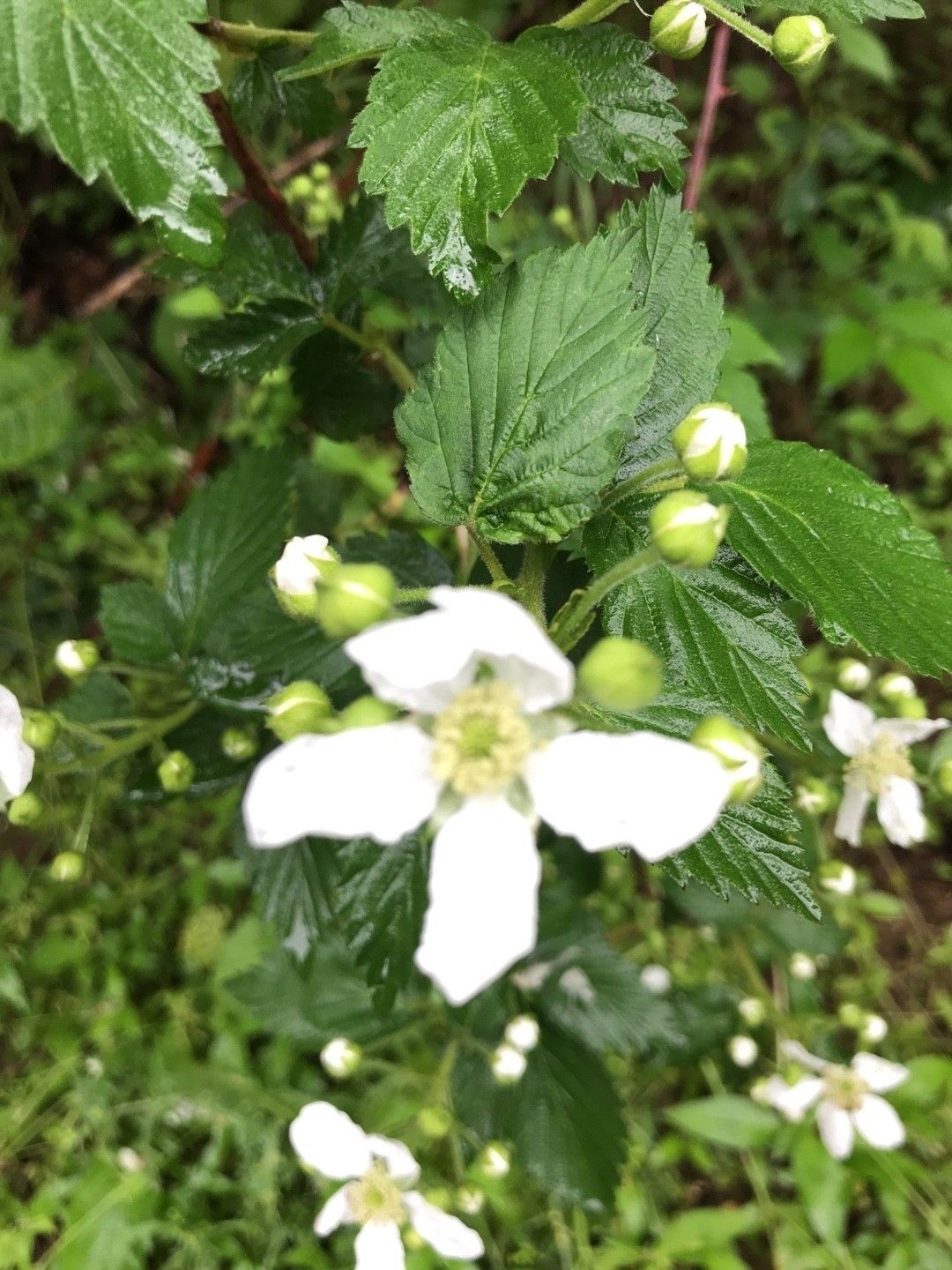 Sawtooth Blackberry Pack Of 5 Live Rooted