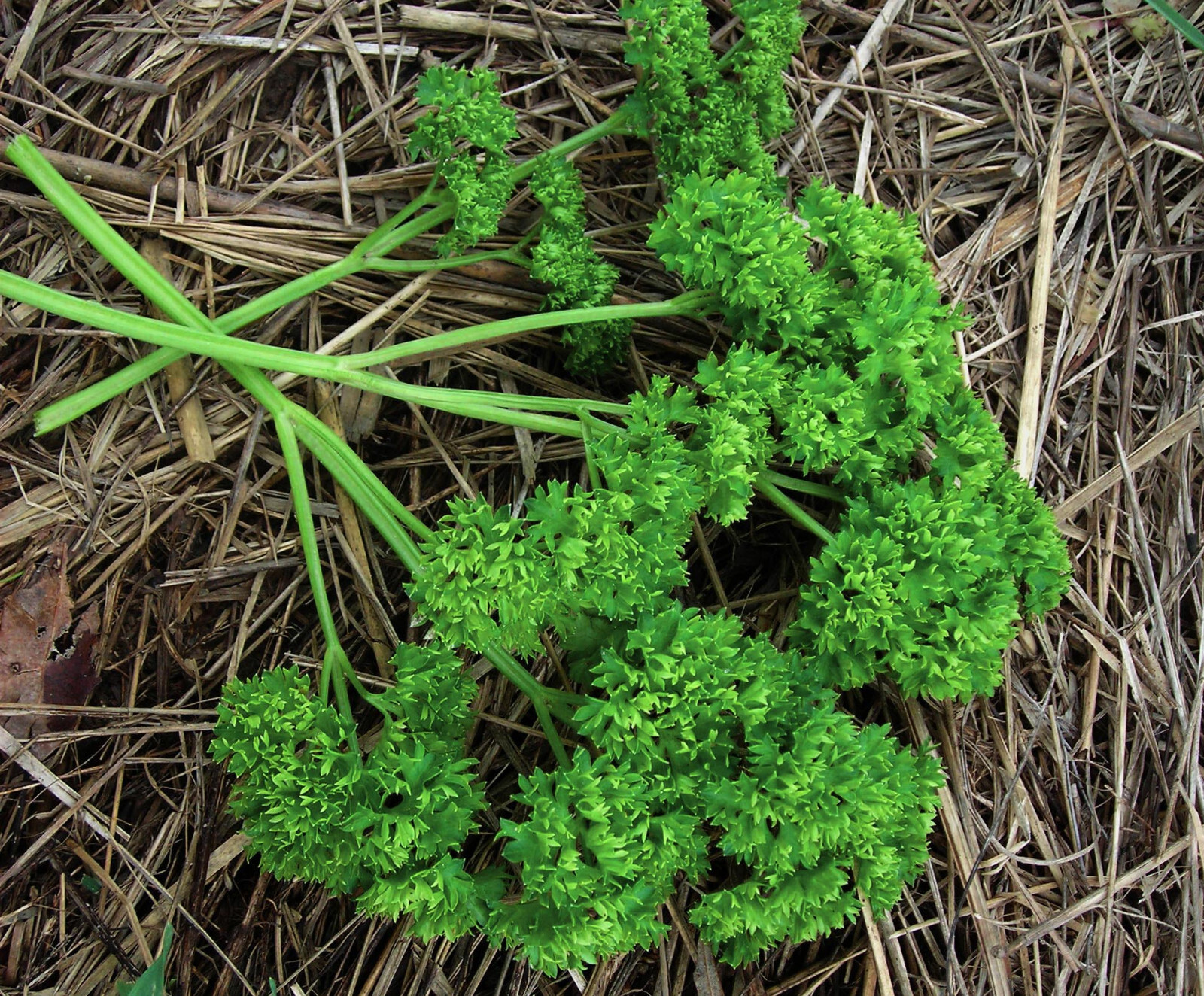 400 MOSS CURLED PARSLEY – FRESH SEEDS FRESH HARVEST FOR GARDENS
