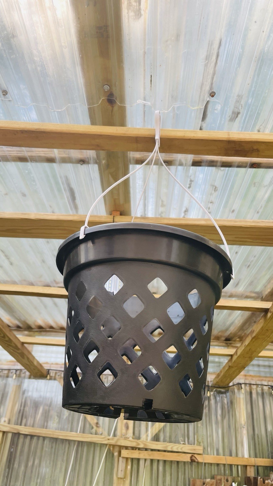 Platycerium Staghorn Fern Pot With Hanging Hook 10 Inch
