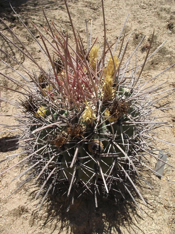 Ferocactus Rectispinus 5 Seeds. Free Shipping!