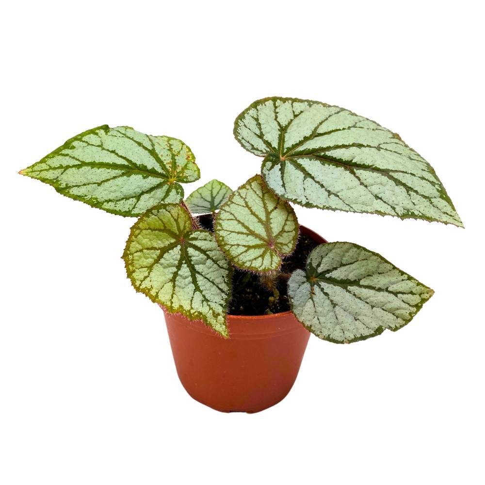 Begonia U400, 4 inch Rhizomatous Rhizo Light Gray Dark Green Veins