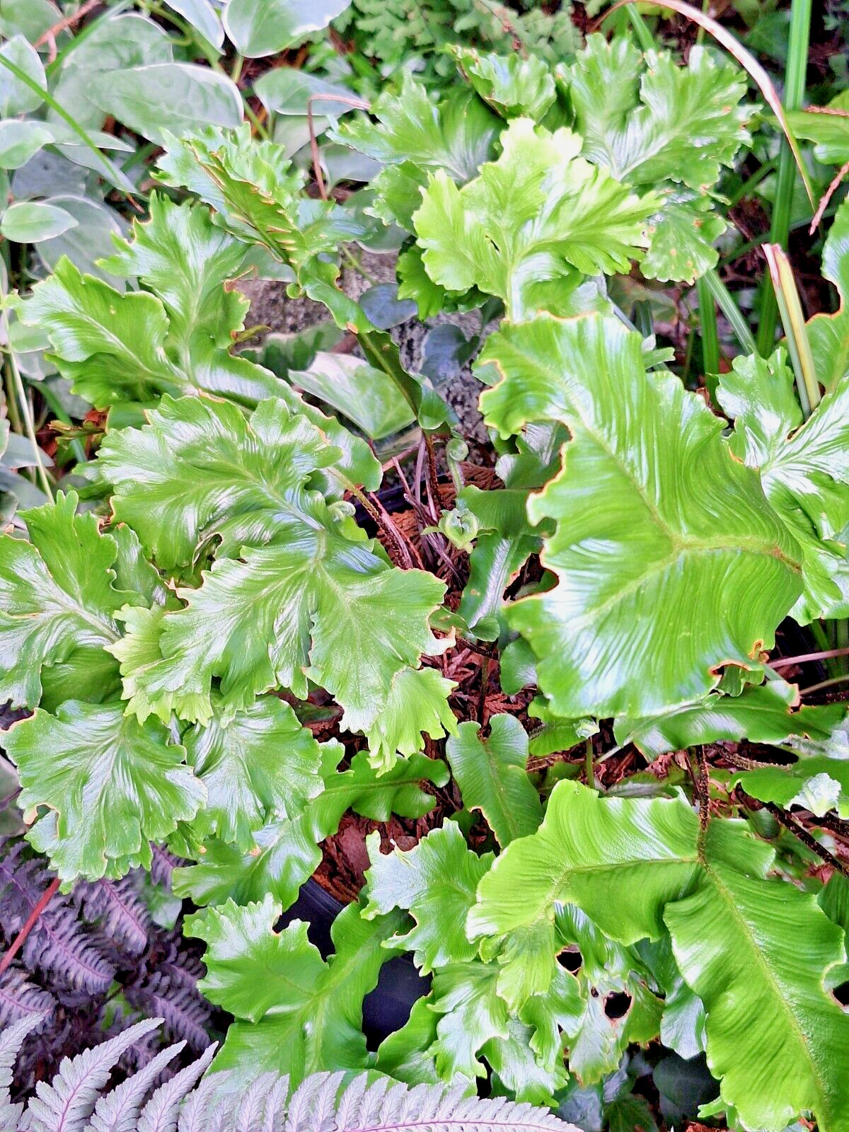 CRESTED TONGUE FERN 1000 SPORES (SEEDS) COLD HARDY mariesgreengarden