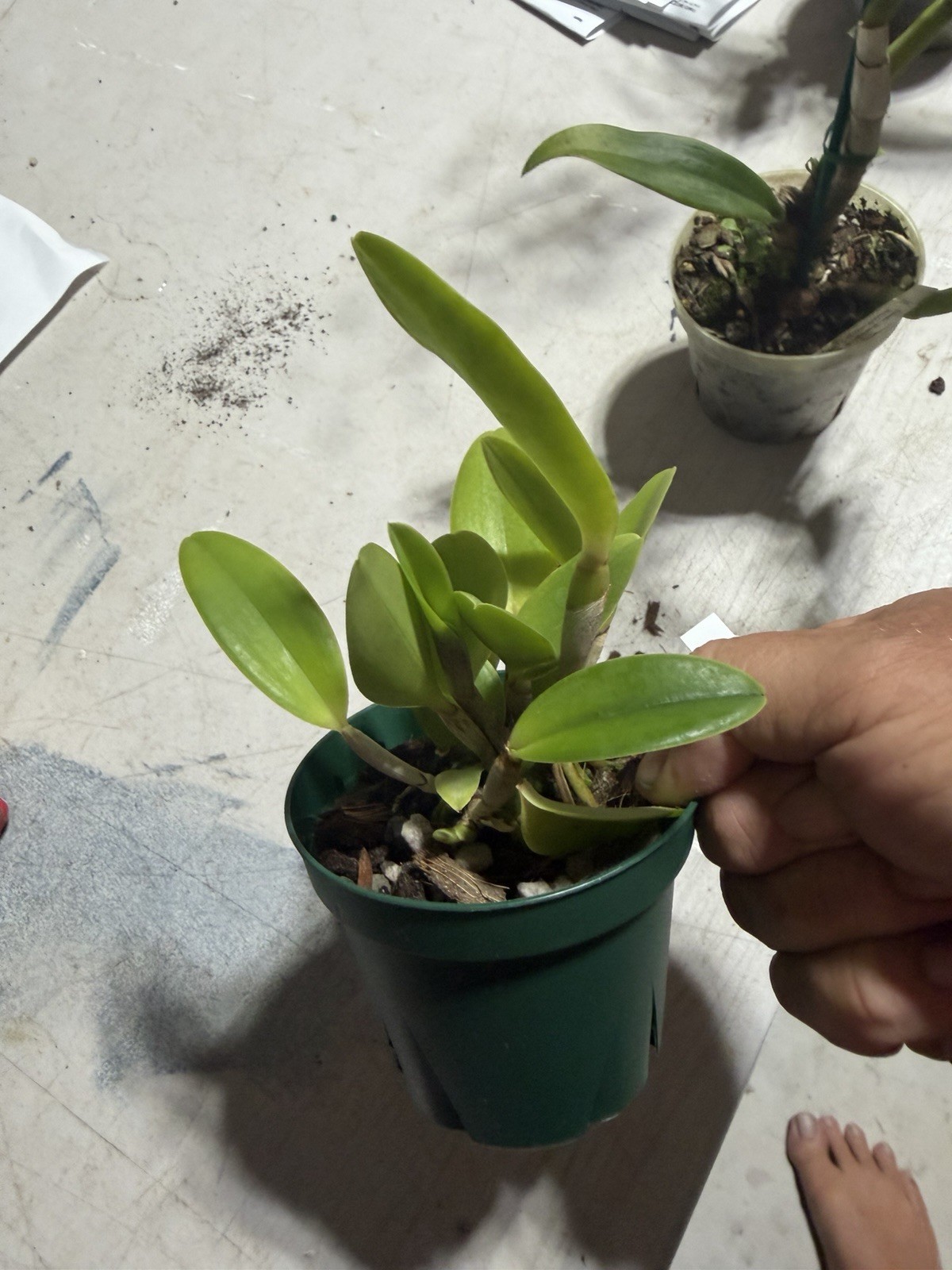 Cattleya intermedia ‘Mem. Pete Otway’ FCC/AOS Orchid Plant Species BS 0625