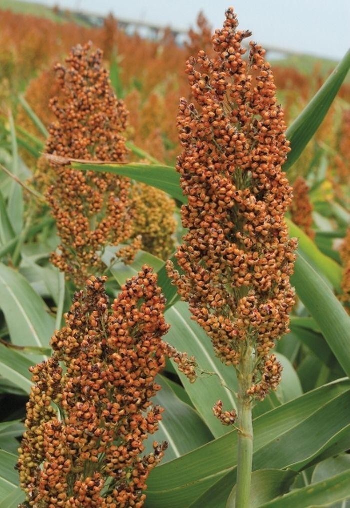 Mennonite Sorghum – 30 Seeds MAKE YOUR OWN SYRUP- CHICKENS LOVE THE SEEDS!