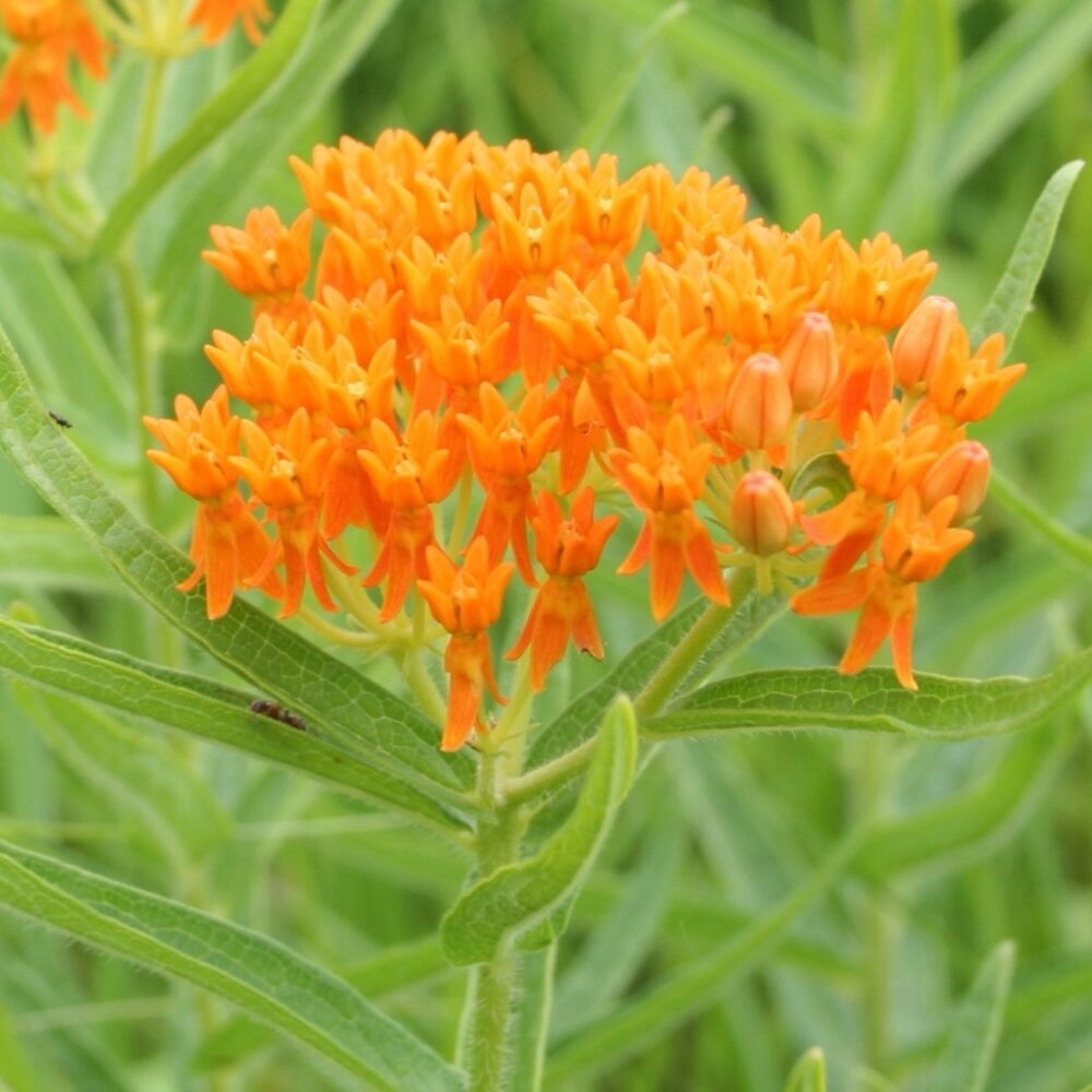 Milkweed Orange Perennial Tuberosa Monarch Butterfly Non-GMO 100 Seeds