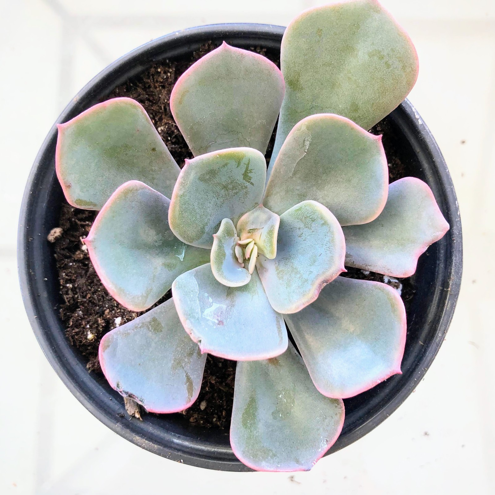 Echeveria Blue Sky Live Succulent Blue Green Rosette with Pink Edges Easy 2 Grow