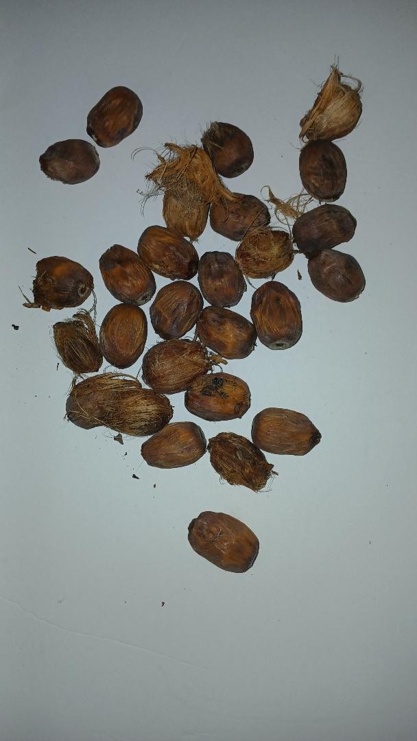 31 FRESH SEEDS READY TO PLANT Tropical Queen Palm Tree Syagrus Romanzoffiana