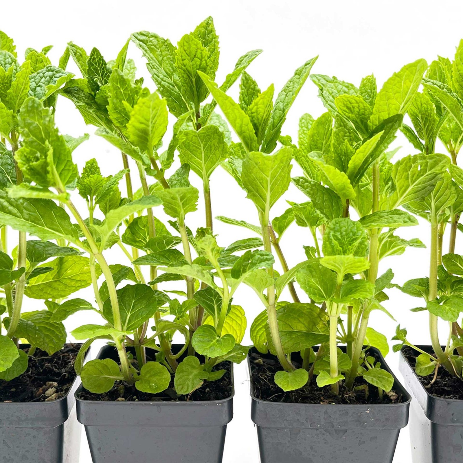 3 Spearmint Plants (Mentha spicata) Fragrant, Edible Culinary Herb for Gardens