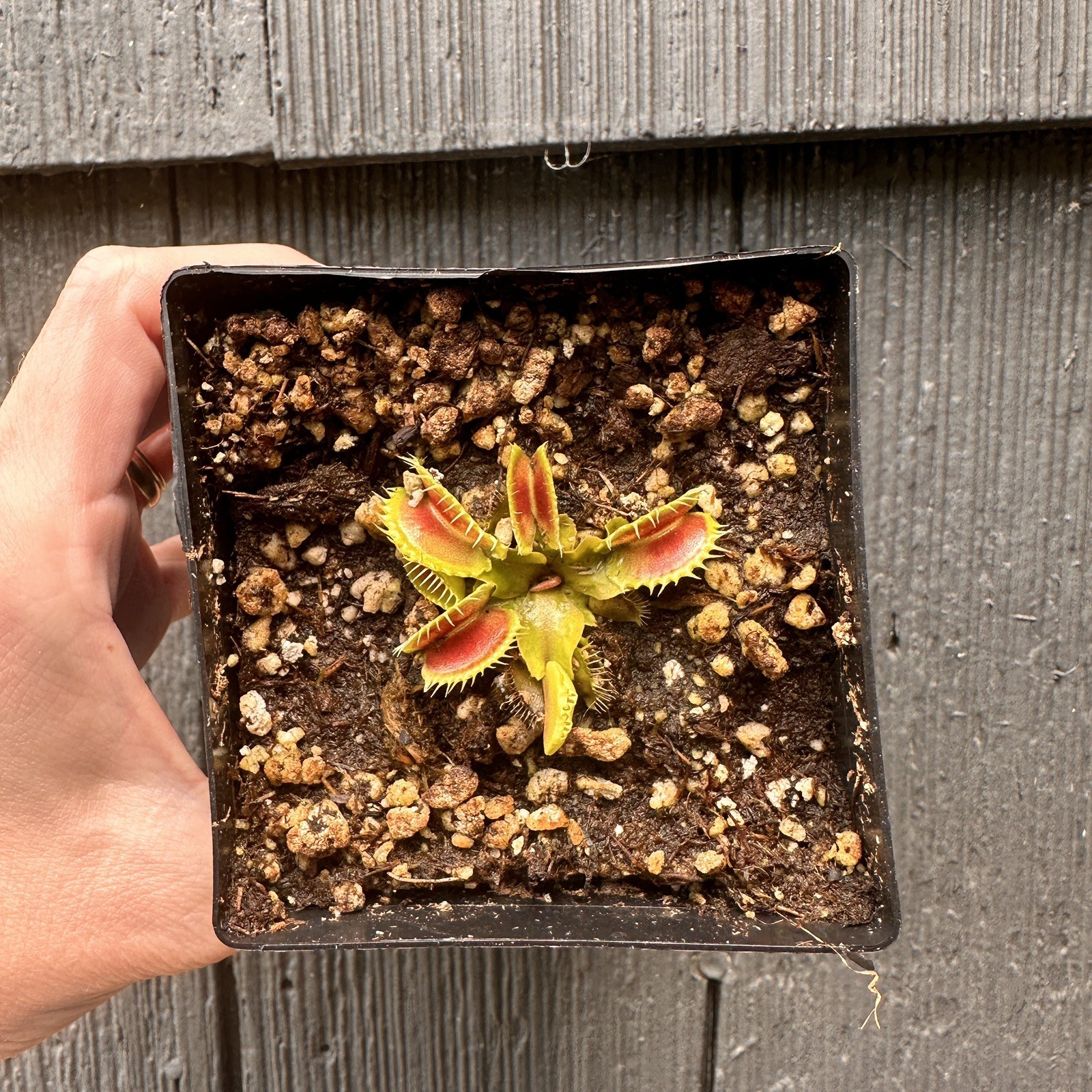 Wave Clip – Venus Fly Trap – Dionaea muscipula