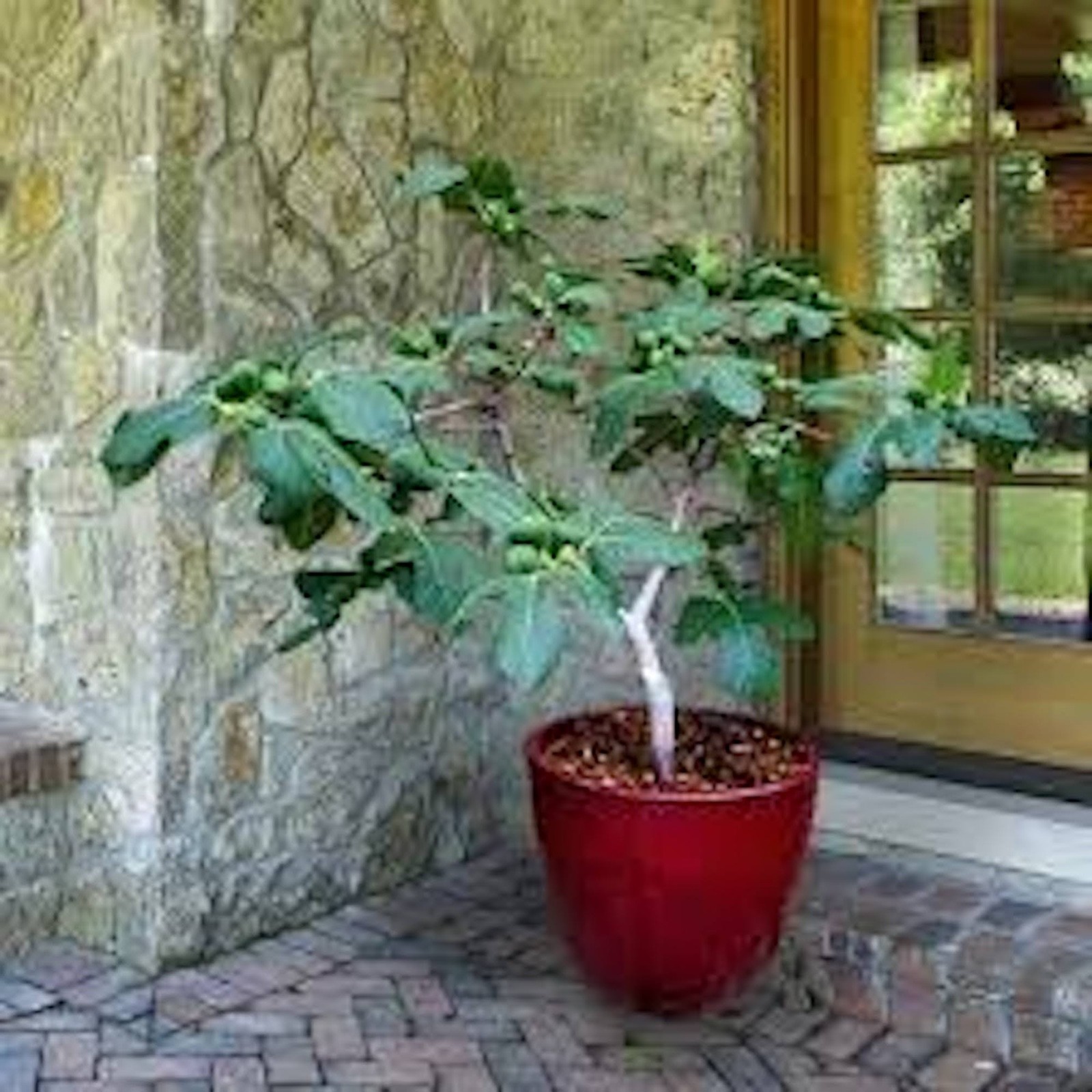 5 Fignomenal Dwarf Fig Tree Starter Plug Fruit Tree Bare Root