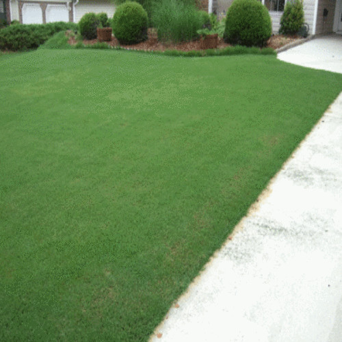 Bermuda Grass Seed, Hulled And Coated (1 Lb. Pack), Common Bermuda Seed