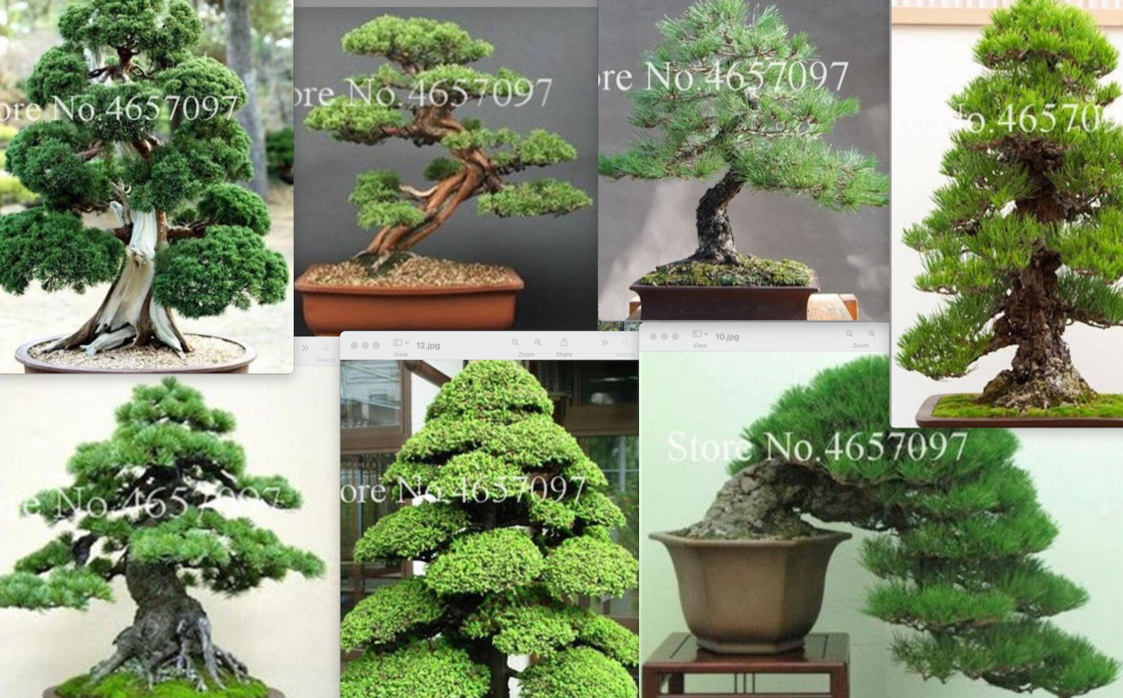 20 SEEDS for BONSAI PINE TREE #10 MIXED mini rare exotic garden plant USA Seller