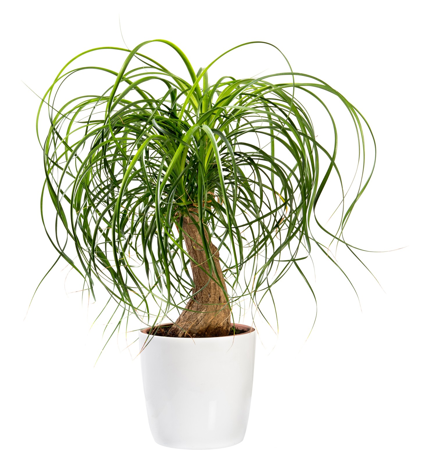 Pony Tail Palm Beaucarnea recurvata Live Tropical Tree Plants Starter 3 PK